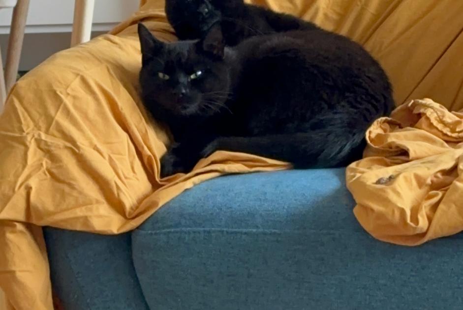 Vermisstmeldung Katze Männliche , 3 jahre Genève Schweiz