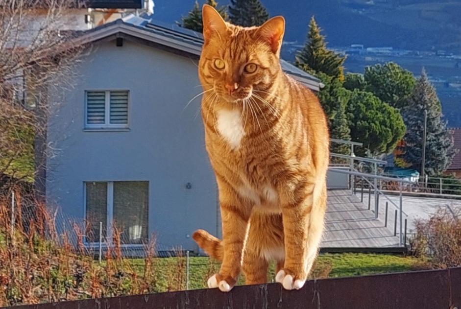 Vermisstmeldung Katze  Männliche , 2 jahre Ollon Schweiz