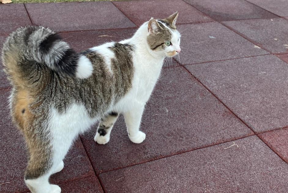 Vermisstmeldung Katze Männliche , 3 jahre Saillon Schweiz