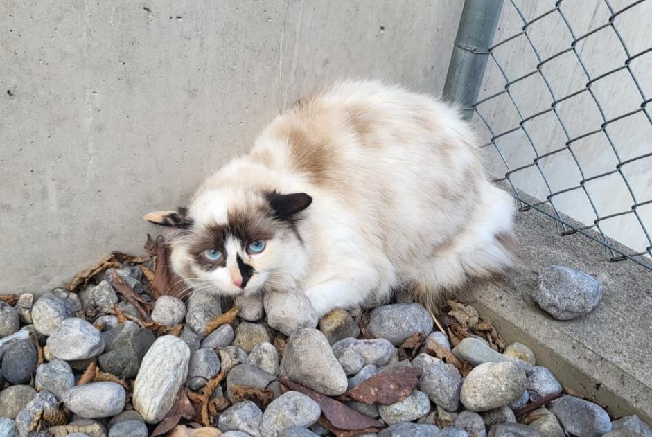 Vermisstmeldung Katze  Weiblich , 1 jahre Grandson Schweiz