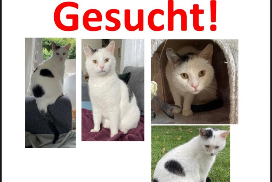 Vermisstmeldung Katze rassenmischung Männliche , 14 jahre Basel Schweiz