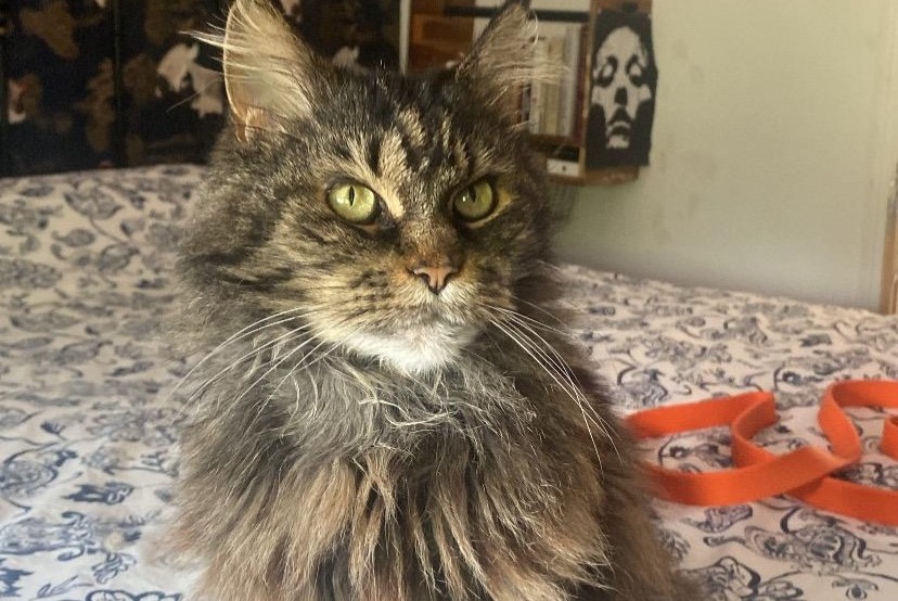 Vermisstmeldung Katze  Weiblich , 9 jahre Meyrin Schweiz