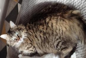 Vermisstmeldung Katze rassenmischung Männliche , 4 jahre Niort Frankreich