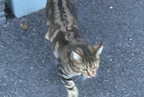 Fundmeldung Katze rassenmischung Weiblich Cossonay Schweiz