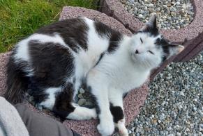 Fundmeldung Katze Männliche Damphreux-Lugnez Schweiz