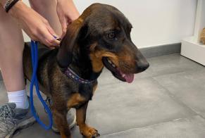 Fundmeldung Hund rassenmischung Weiblich Coti-Chiavari Frankreich