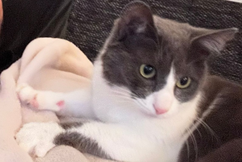 Vermisstmeldung Katze  Weiblich , 4 jahre Payerne Schweiz