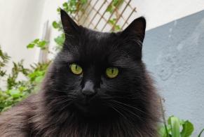 Vermisstmeldung Katze rassenmischung Männliche , 12 jahre Schiltigheim Frankreich