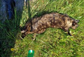 Fundmeldung Katze Unbekannt , 5 Jahre Gibloux Schweiz