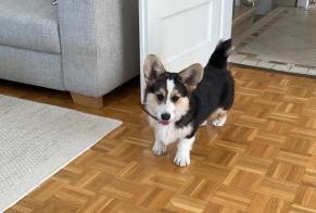 Fundmeldung Hund  Männliche Plan-les-Ouates Schweiz