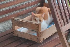 Fundmeldung Katze Männliche Cortaillod Schweiz