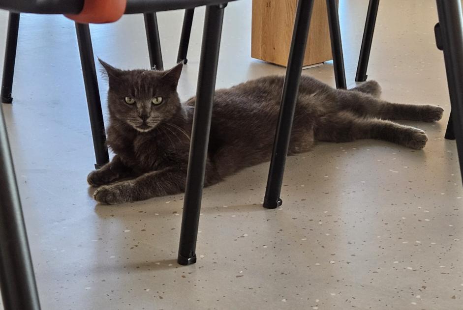 Fundmeldung Katze Unbekannt Haute-Sorne Schweiz