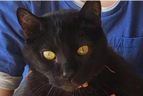 Vermisstmeldung Katze Männliche , 12 jahre Lutry Schweiz