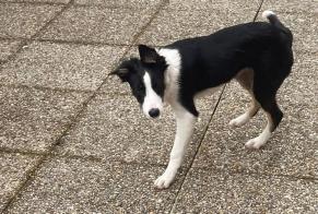 Fundmeldung Hund rassenmischung Unbekannt Troistorrents Schweiz