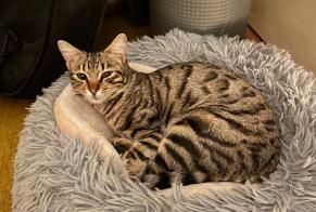 Vermisstmeldung Katze rassenmischung Weiblich , 1 jahre Morges Schweiz