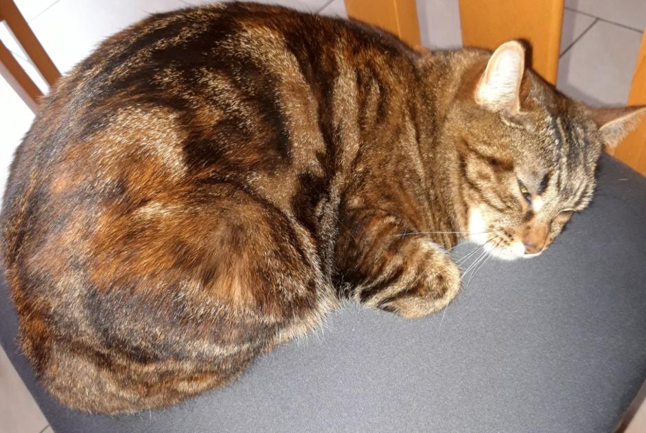 Vermisstmeldung Katze  Weiblich , 2 jahre Vétroz Schweiz