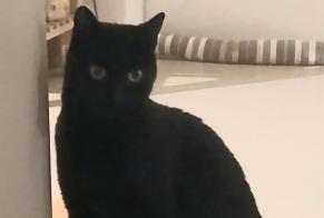 Vermisstmeldung Katze Männliche , 6 jahre Val-de-Ruz Schweiz