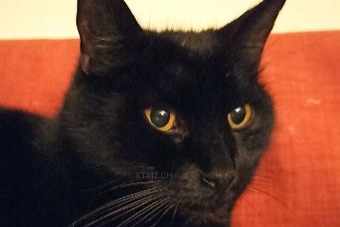 Vermisstmeldung Katze  Männliche , 15 jahre Riedtwil Schweiz