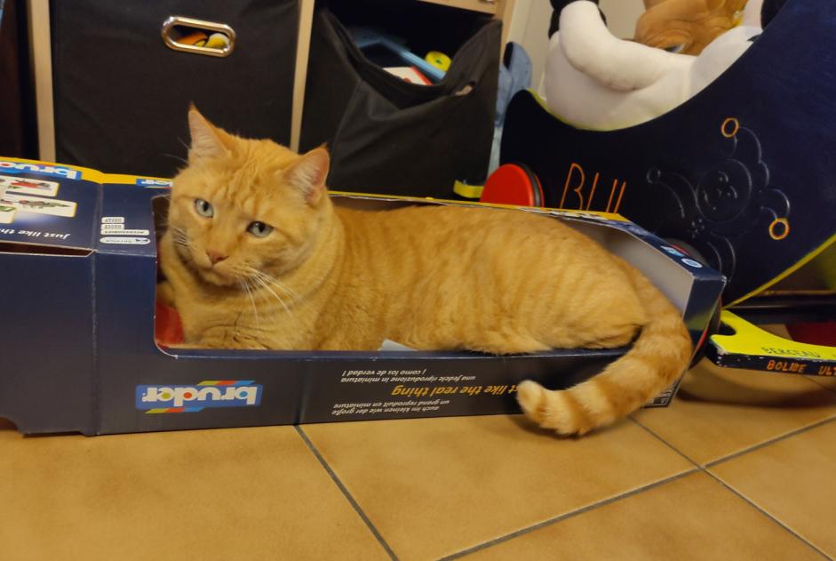 Vermisstmeldung Katze Männliche , 8 jahre Satigny Schweiz