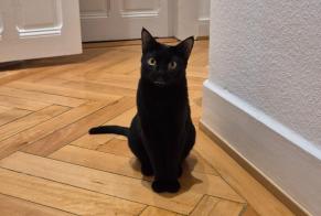 Vermisstmeldung Katze  Männliche , 1 jahre Genève Schweiz