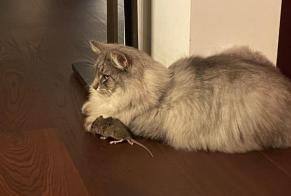 Vermisstmeldung Katze  Weiblich , 4 jahre Chêne-Bougeries Schweiz