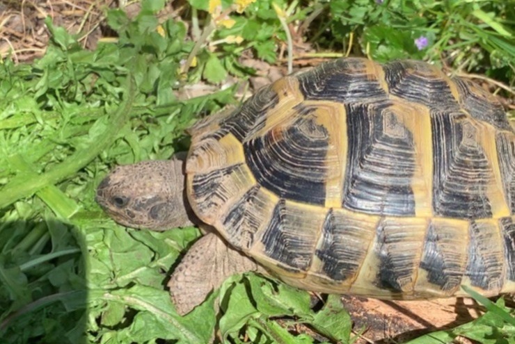 Vermisstmeldung Schildkröte Weiblich , 2025 jahre Lausanne Schweiz