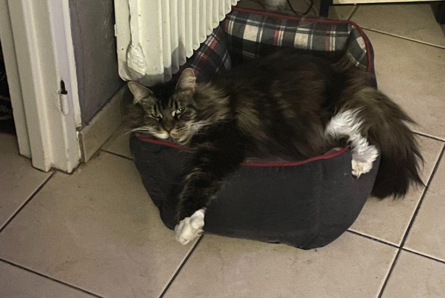 Vermisstmeldung Katze rassenmischung Weiblich , 7 jahre Wattignies Frankreich