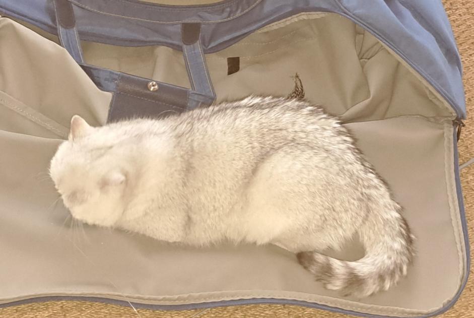 Vermisstmeldung Katze  Weiblich , 2 jahre Courtepin Schweiz