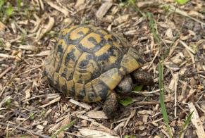 Fundmeldung Schildkröte Unbekannt Voisins-le-Bretonneux Frankreich