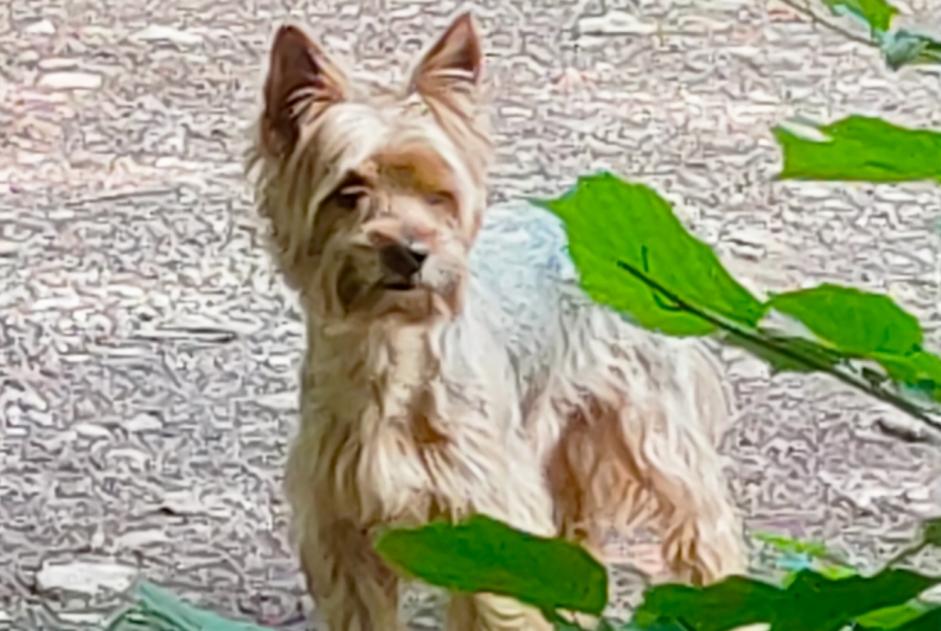Fundmeldung Hund  Männliche Gujan-Mestras Frankreich