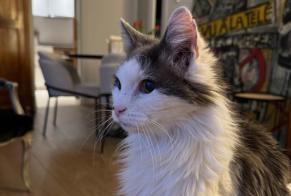 Vermisstmeldung Katze rassenmischung Männliche , 19 jahre Amboise Frankreich
