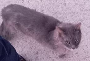 Fundmeldung Katze Unbekannt Lorient Frankreich