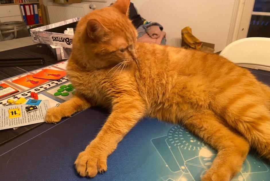 Vermisstmeldung Katze  Männliche , 4 jahre Conthey Schweiz