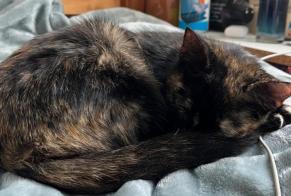 Fundmeldung Katze Weiblich Nanterre Frankreich