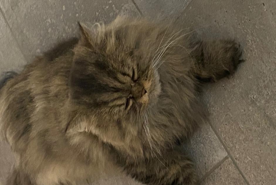Vermisstmeldung Katze  Männliche , 5 jahre Bienne Schweiz