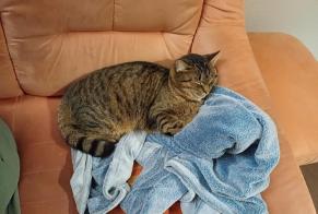 Vermisstmeldung Katze rassenmischung Männliche , 4 jahre Valbirse Schweiz