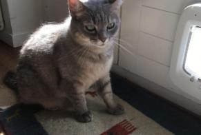 Vermisstmeldung Katze rassenmischung Weiblich , 6 jahre Nyon Schweiz