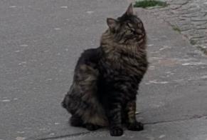 Fundmeldung Katze Unbekannt Paris Frankreich