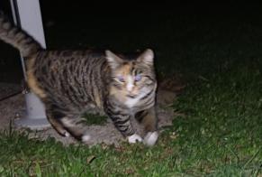 Fundmeldung Katze Weiblich Saint-Prex Schweiz