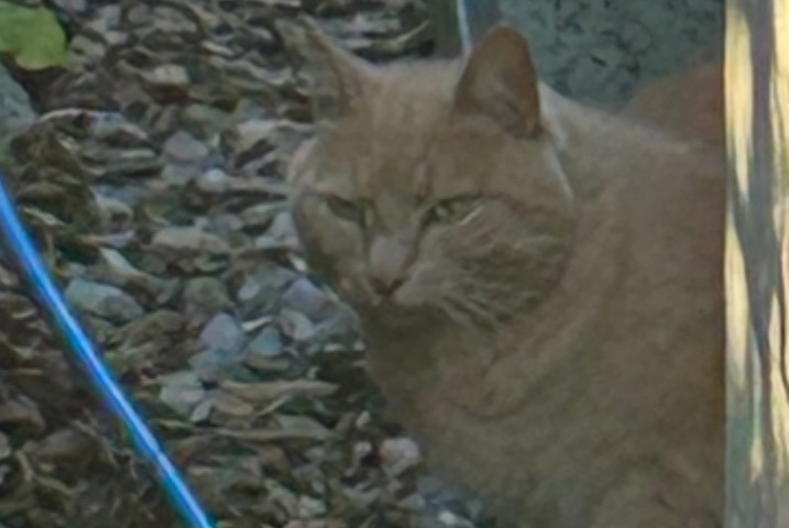 Fundmeldung Katze Unbekannt Lausanne Schweiz