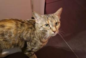 Vermisstmeldung Katze Weiblich , 2 jahre Noble-Contrée Schweiz