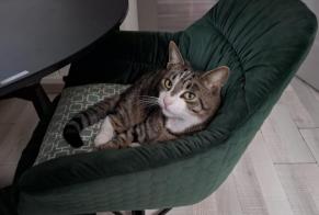 Vermisstmeldung Katze Männliche , 2 jahre Monthey Schweiz