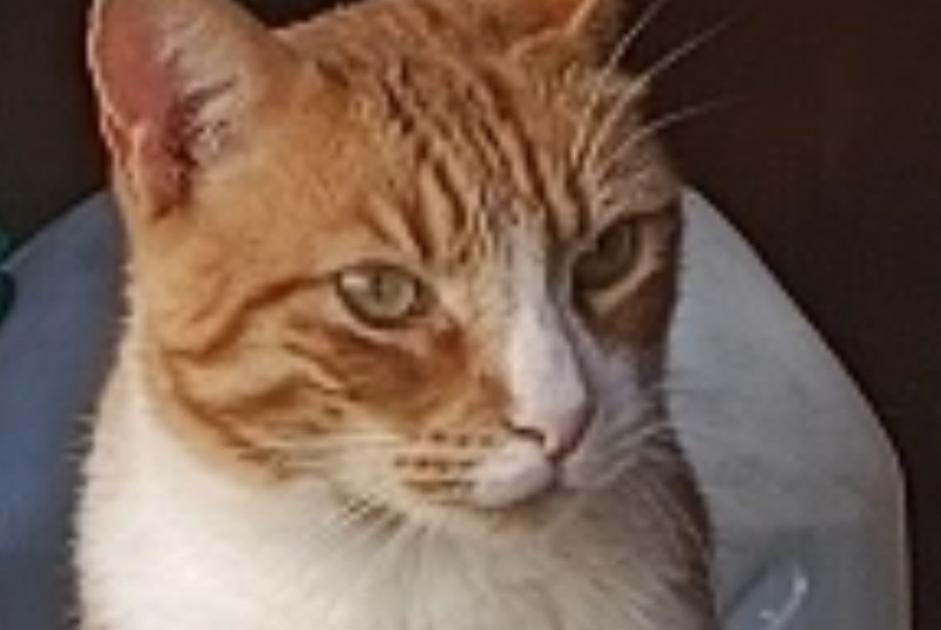 Katze Vermisst in Fully (Valais, Schweiz)  - Verlust Pet Alert Meldung Nr. 358952