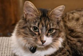 Vermisstmeldung Katze Männliche , 2 jahre Les Ponts-de-Martel Schweiz