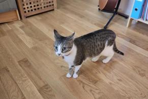 Vermisstmeldung Katze Weiblich , 1 jahre Neuenburg Schweiz