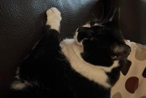Vermisstmeldung Katze Weiblich , 12 jahre Penthalaz Schweiz