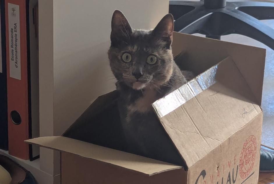 Katze Vermisst in Nendaz (Valais, Schweiz)  - Verlust Pet Alert Meldung Nr. 374460