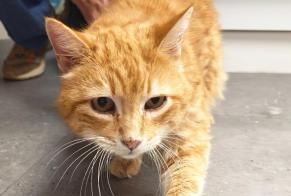 Fundmeldung Katze  Männliche Vernayaz Schweiz