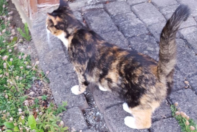 Disappearance alert Cat  Female , 9 years Delémont Switzerland