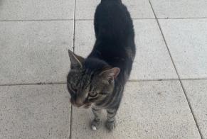 Discovery alert Cat Unknown Fribourg Switzerland